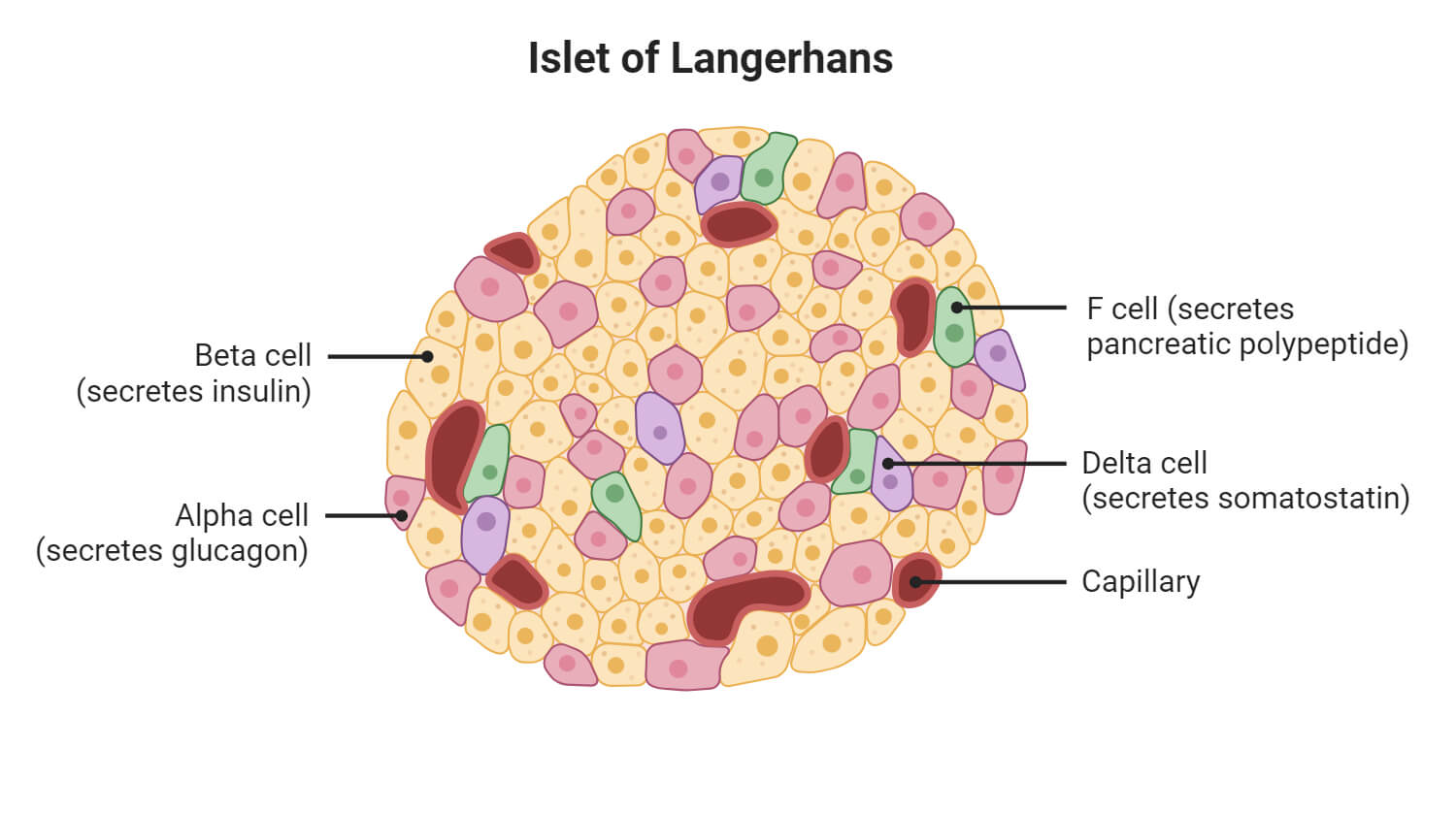 Pancreatic Islet of Langerhans