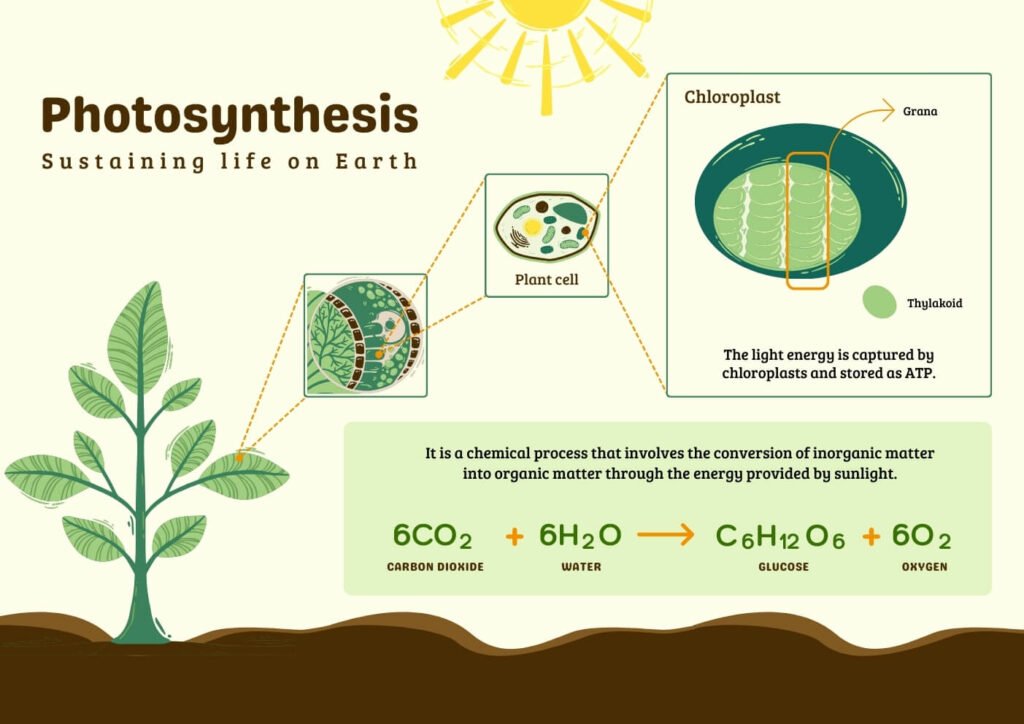 Photosynthesis Photosynthesis