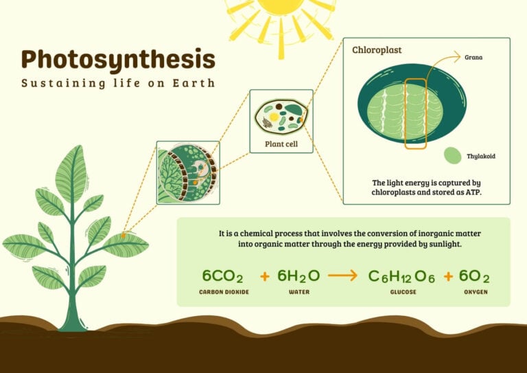 Light Reaction and Dark Reaction of Photosynthesis
