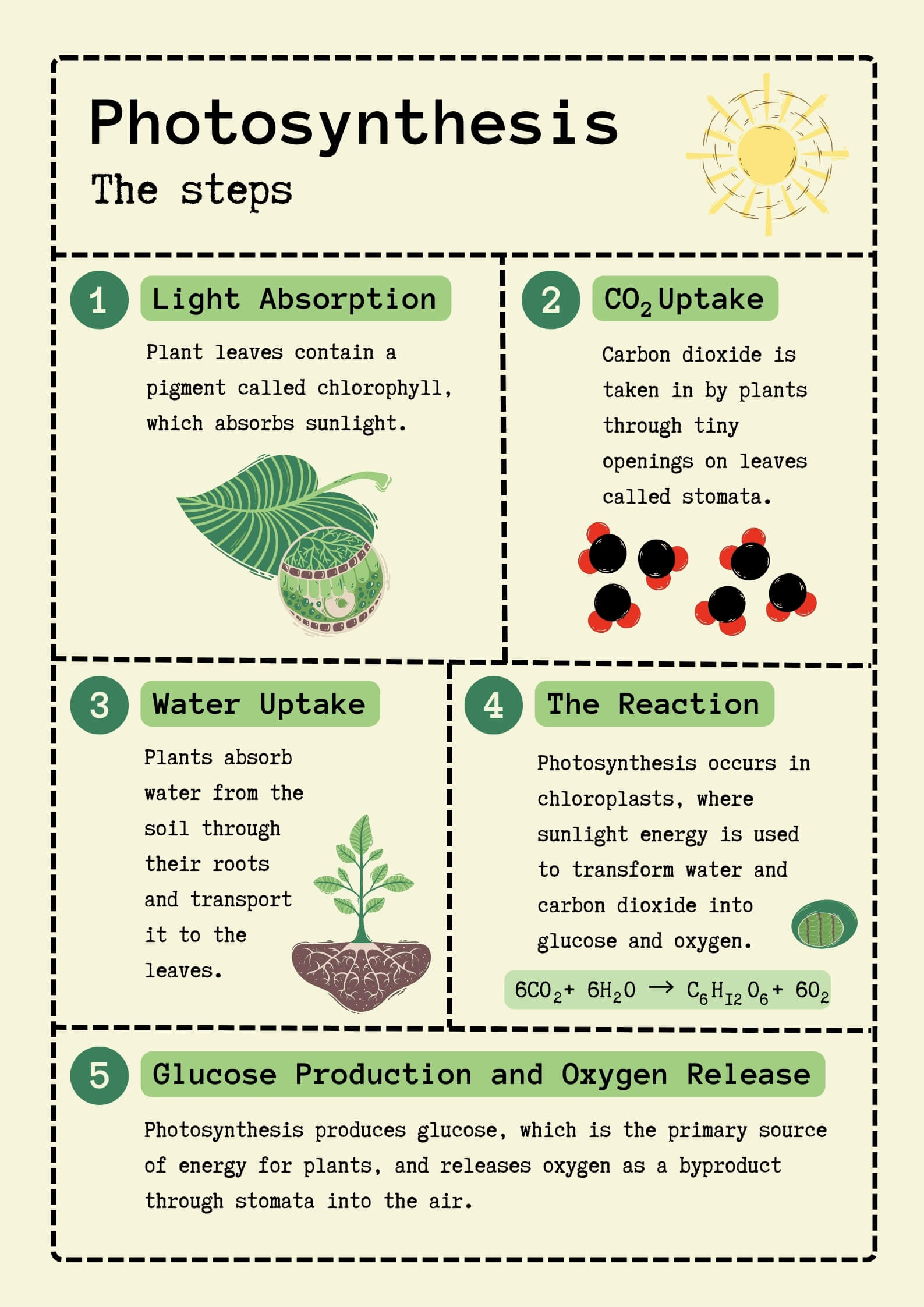 Photosynthesis Steps Infographics