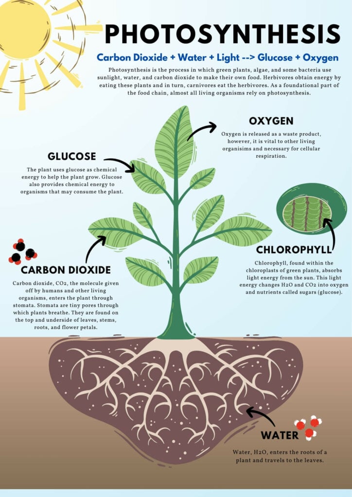 Light Reaction and Dark Reaction of Photosynthesis