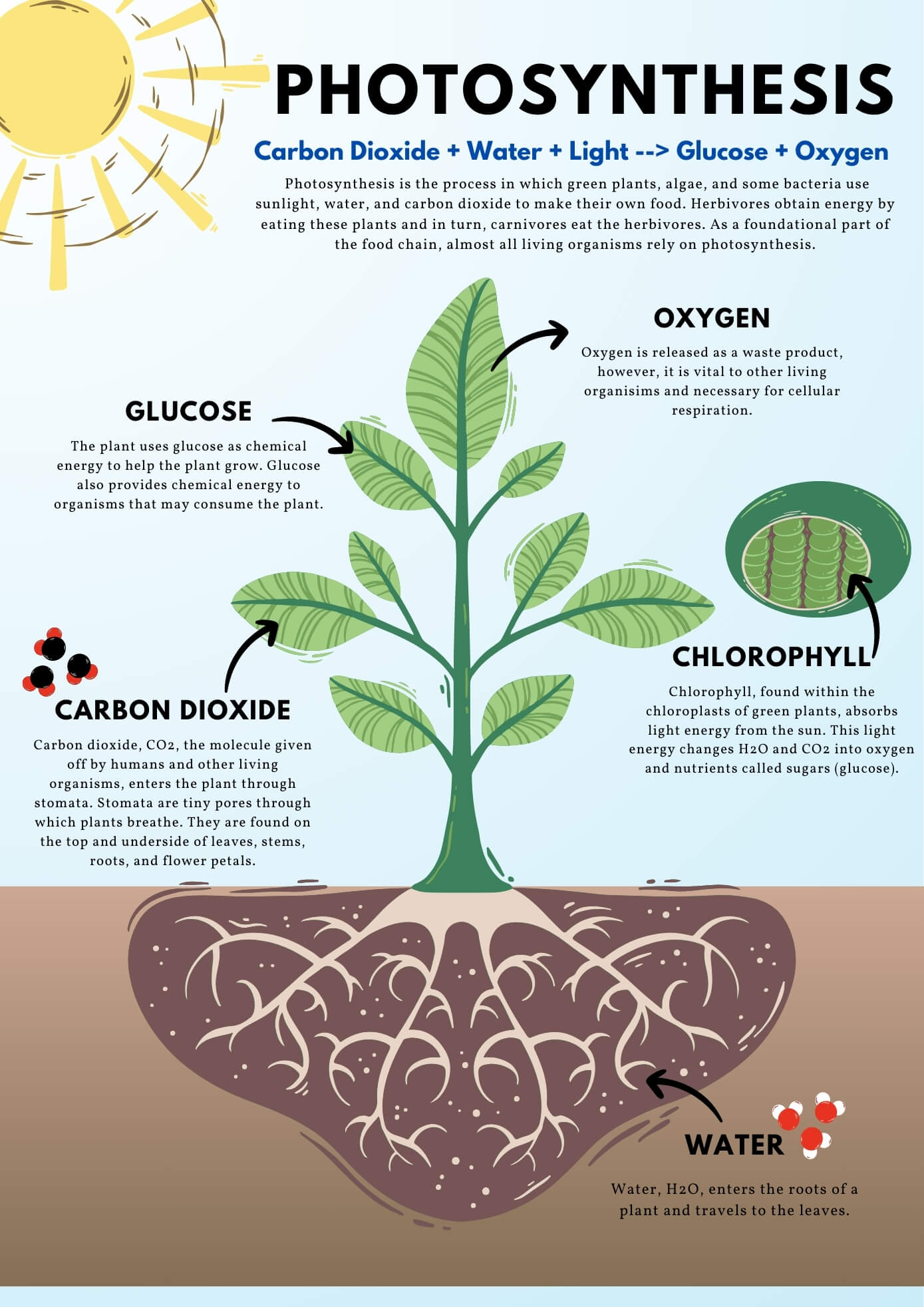 Photosynthesis Infographics