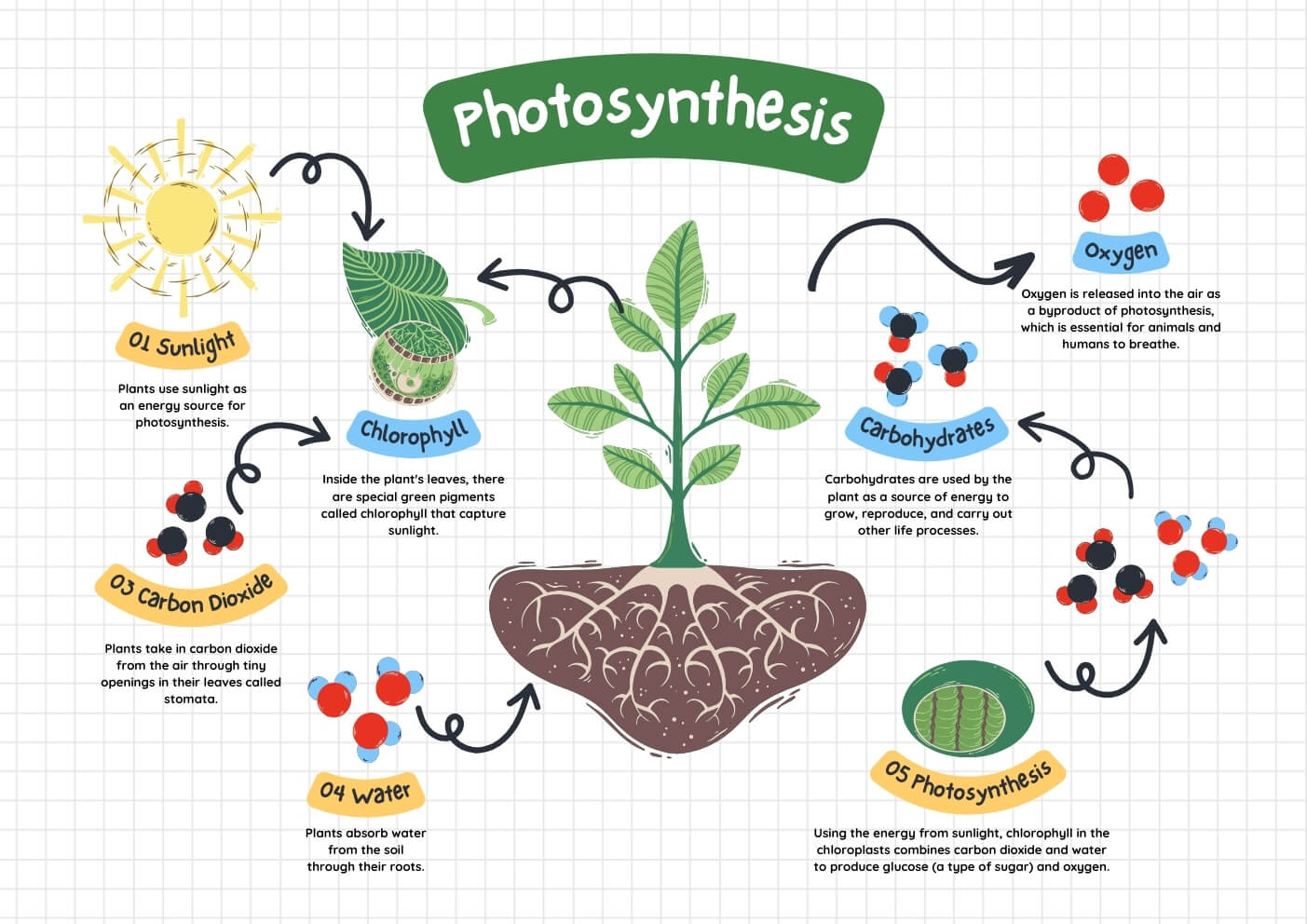 Calvin Cycle Photosynthesis Animation Calvin Cycle Definition Calvin Cycle Photosynthesis Animation Calvin Cycle Definition