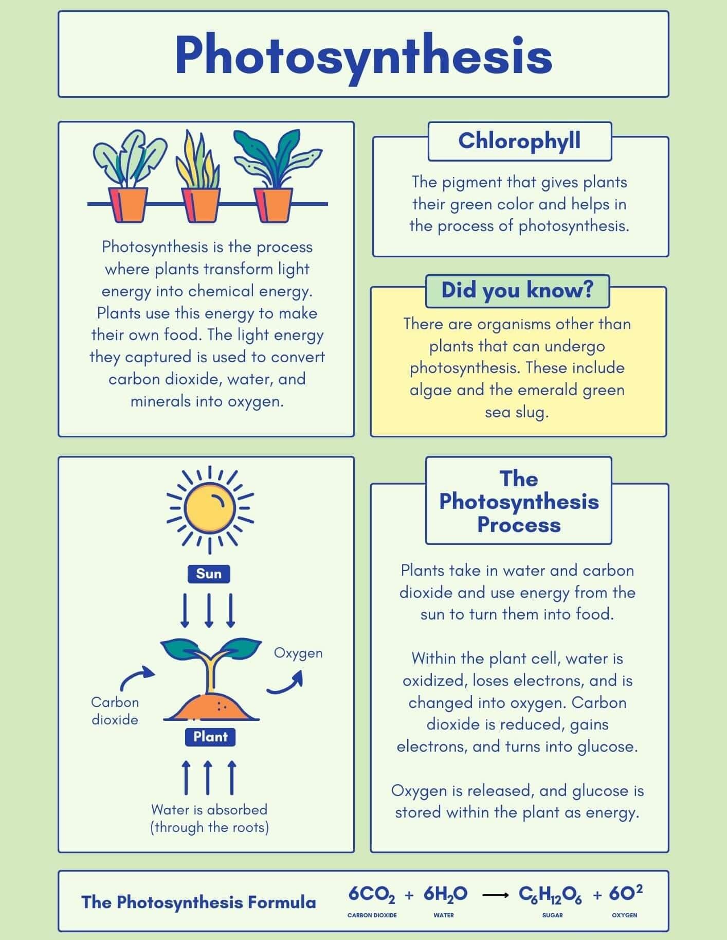 Photosynthesis Infographics
