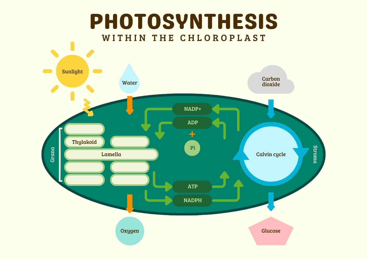 Photosynthesis within the Chloroplast