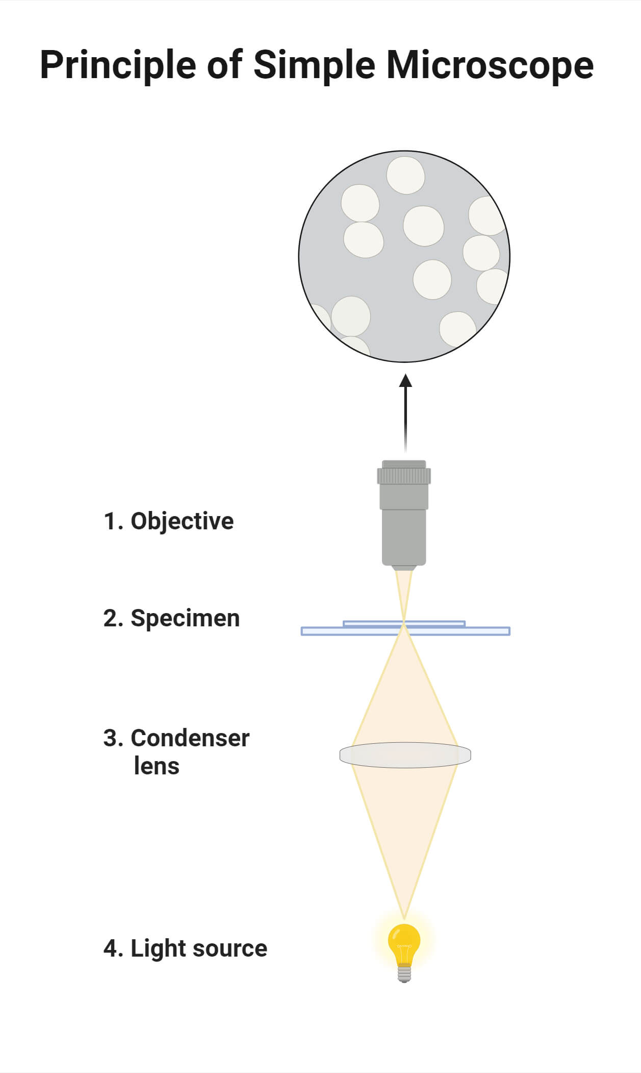 Principle of Simple Microscope