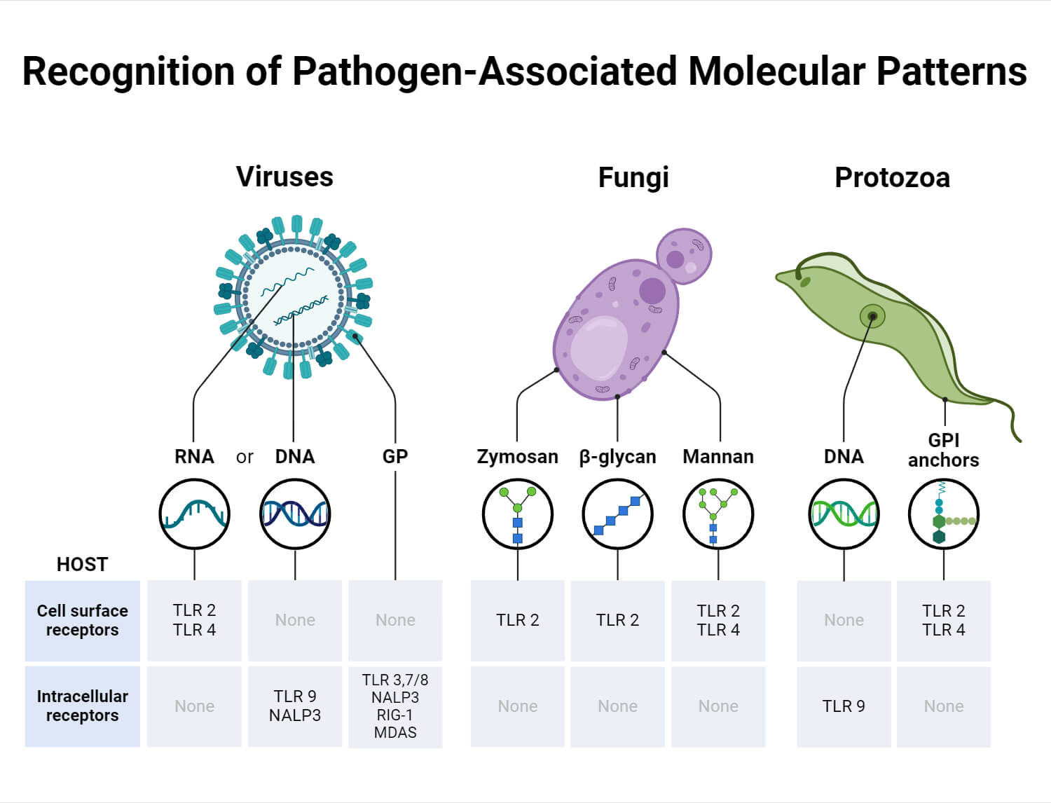 Recognition of Pathogen-Associated Molecular Patterns (Virus, Fungi, Protozoa)