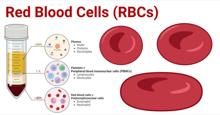 What Is The Lifespan Of Rbc Red Blood Cells (RBCs): Structure, Life Cycle, Functions