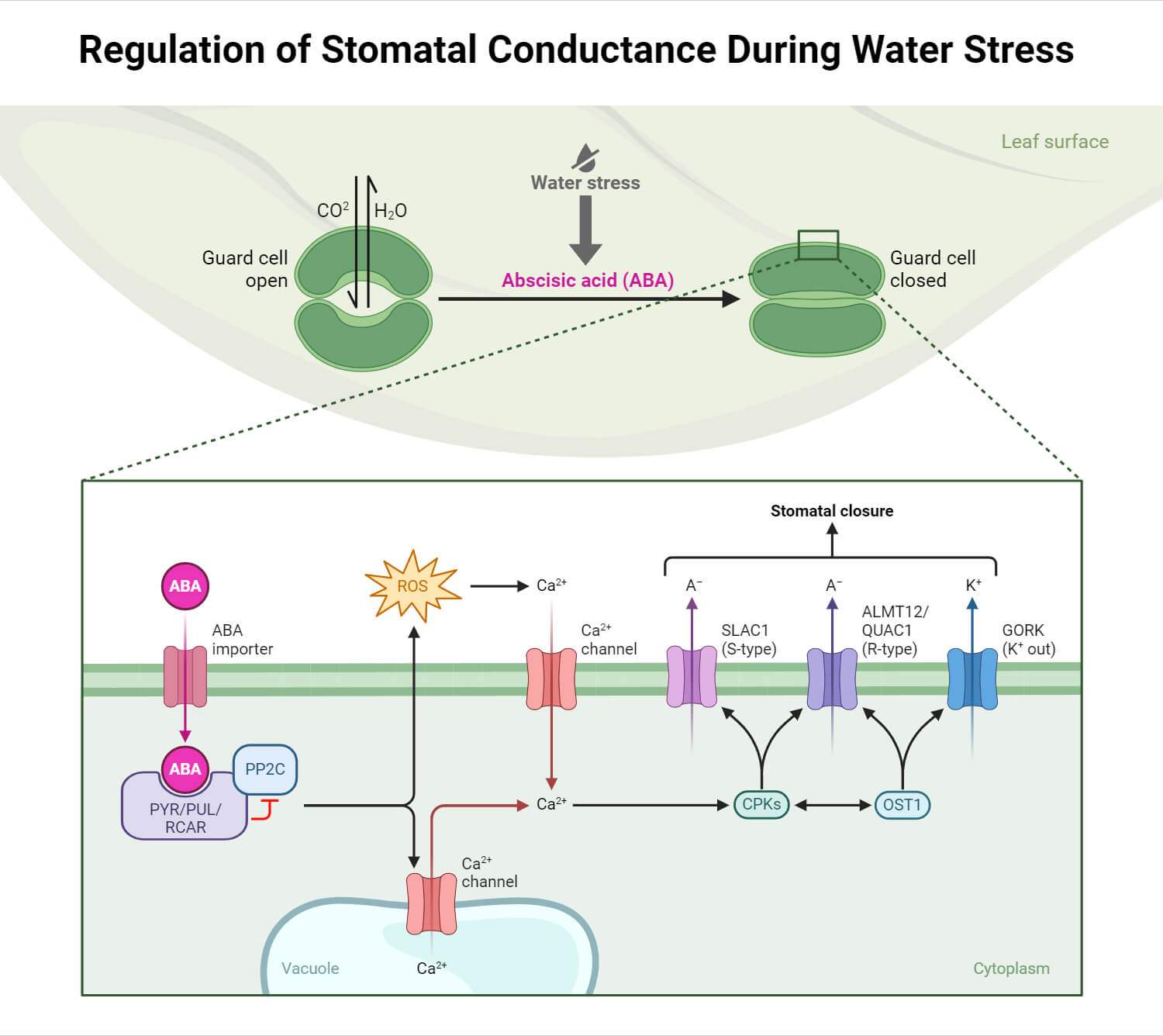 Regulation of Stomatal Conductance During Water Stress