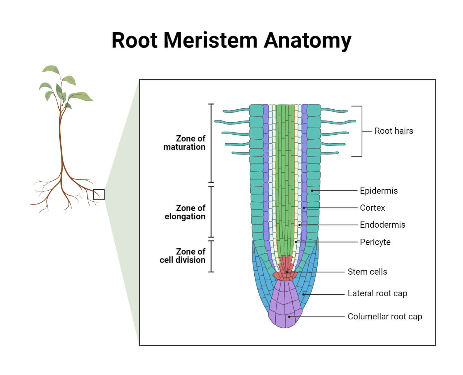 Root Meristem Anatomy