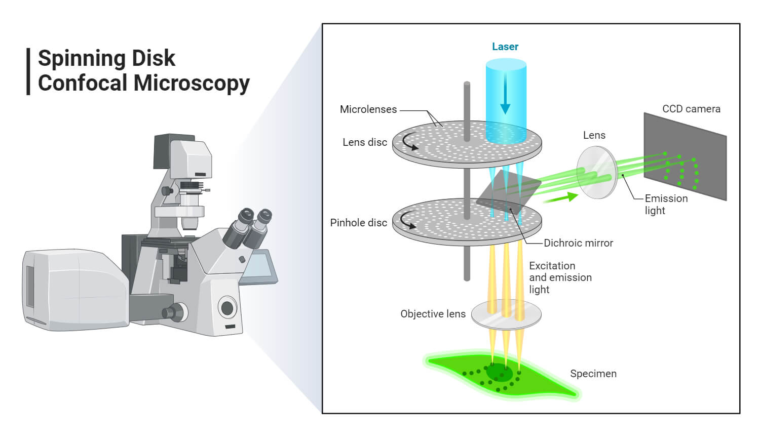 Confocal Microscope Principle Parts Types Diagram Uses