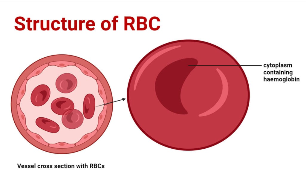Red Blood Cells (RBCs): Structure, Life Cycle, Functions