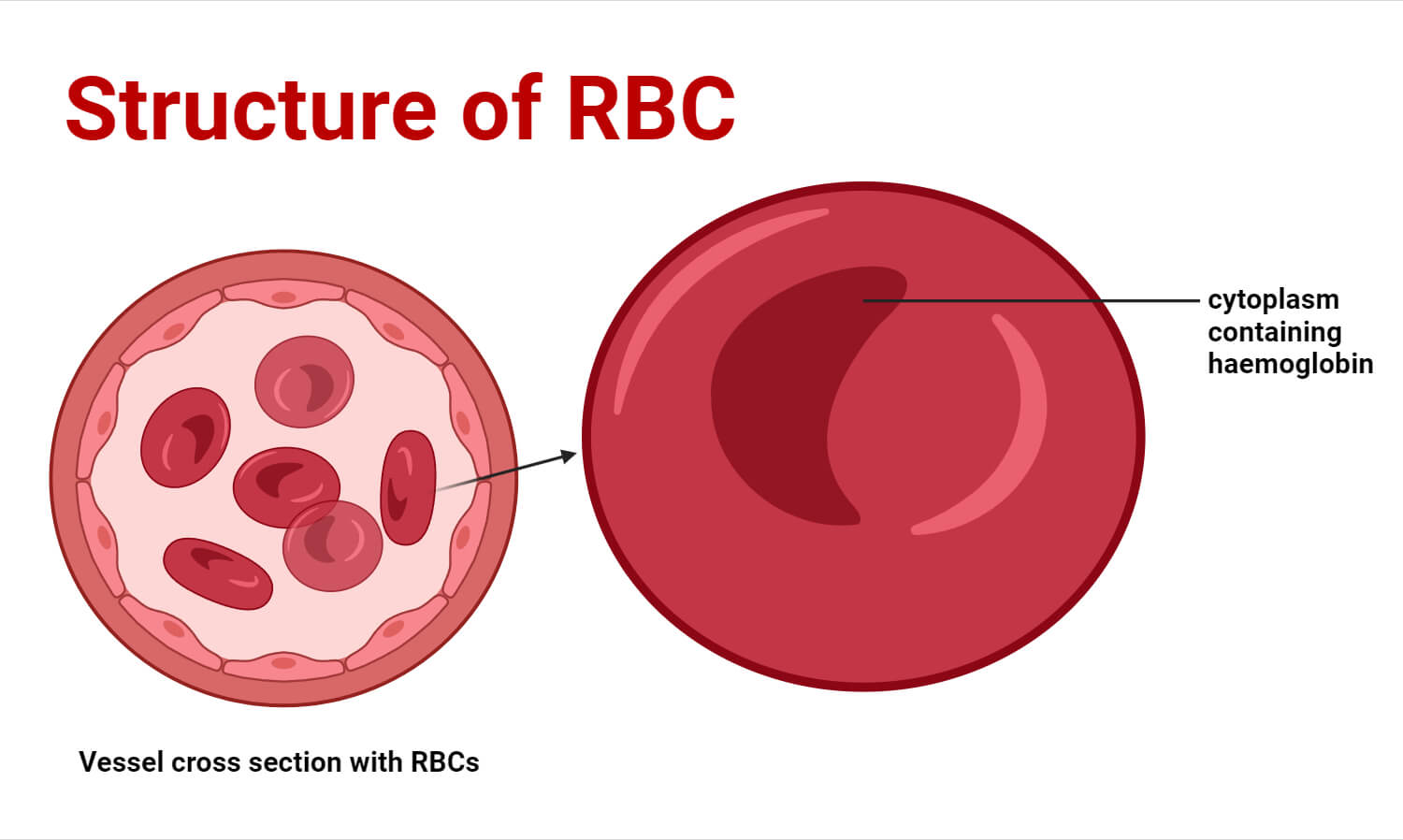 Structure of Red Blood Cells (RBCs)