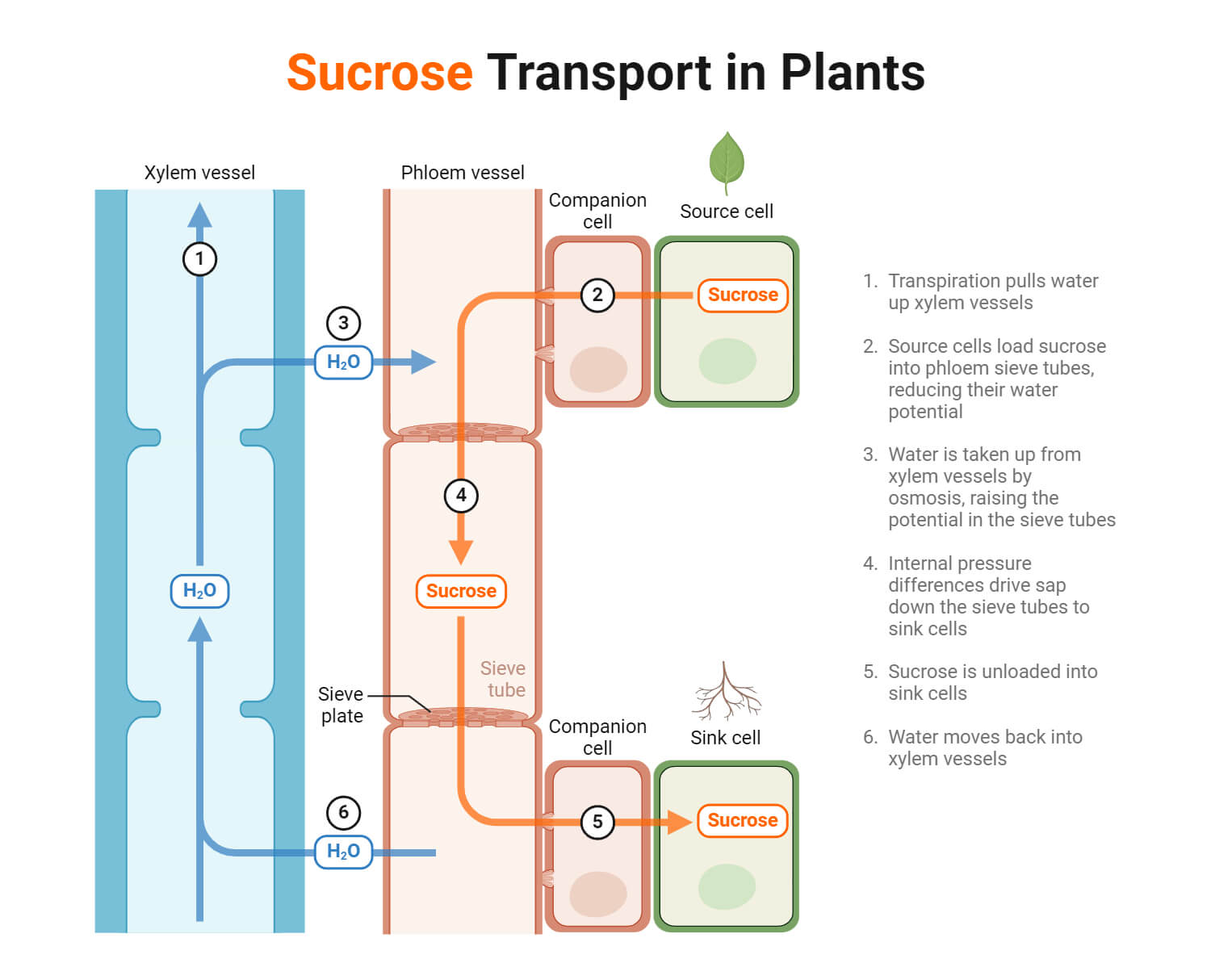 Sucrose Transport in Plants