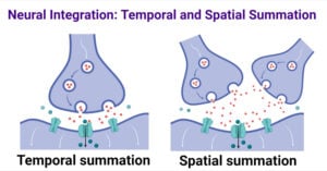 Temporal and Spatial Summation