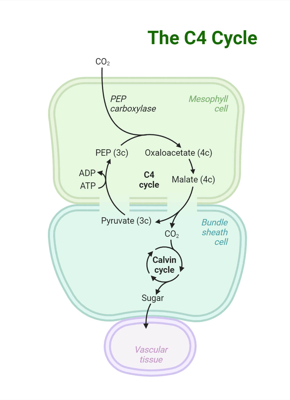 The C4 Cycle in Plants