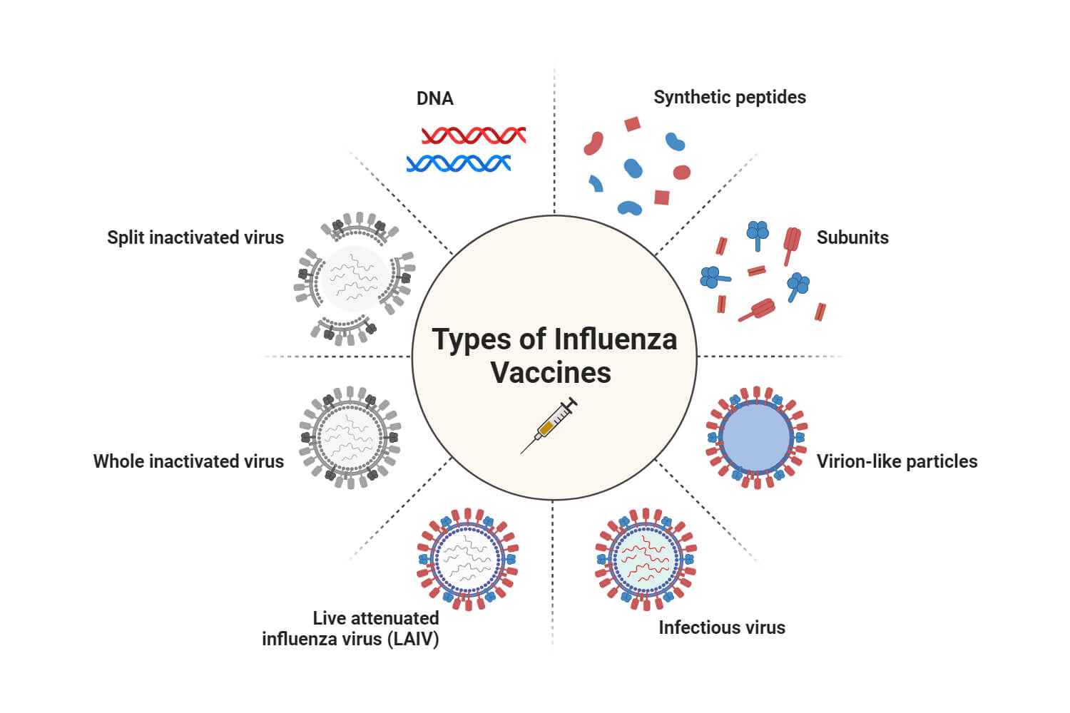 Types of Influenza Vaccines