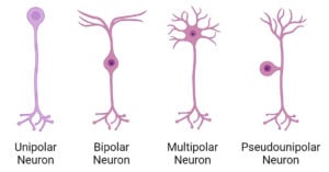 Nerve Cells (Neurons)