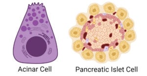Types of Pancreatic Cells