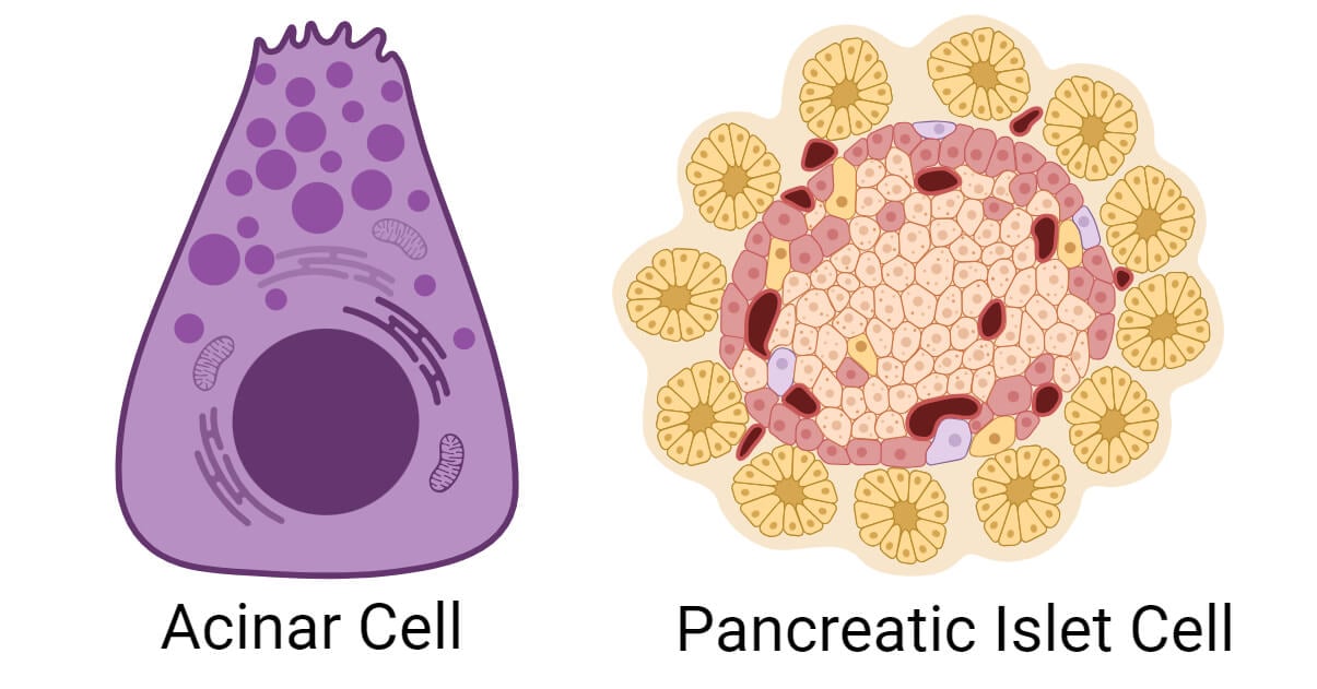 Types of Pancreatic Cells