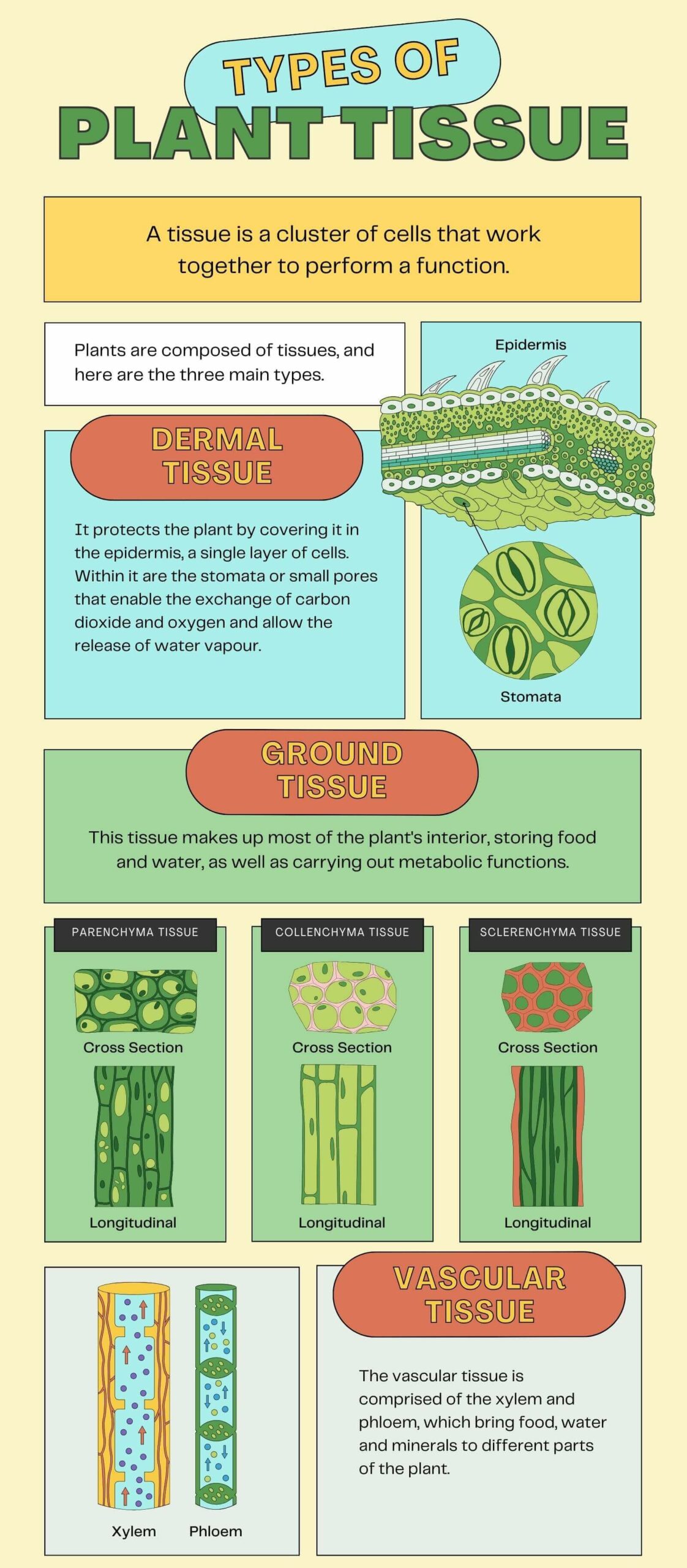 Types of Plant Tissues Infographics