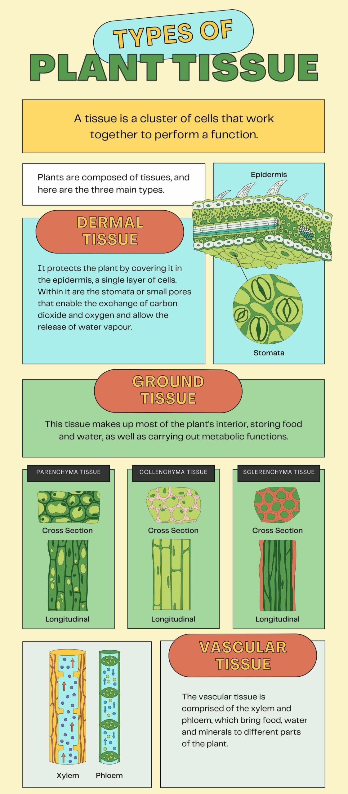 Types Of Permanent Tissues 2 Types With Diagram Plants Plant Tissues