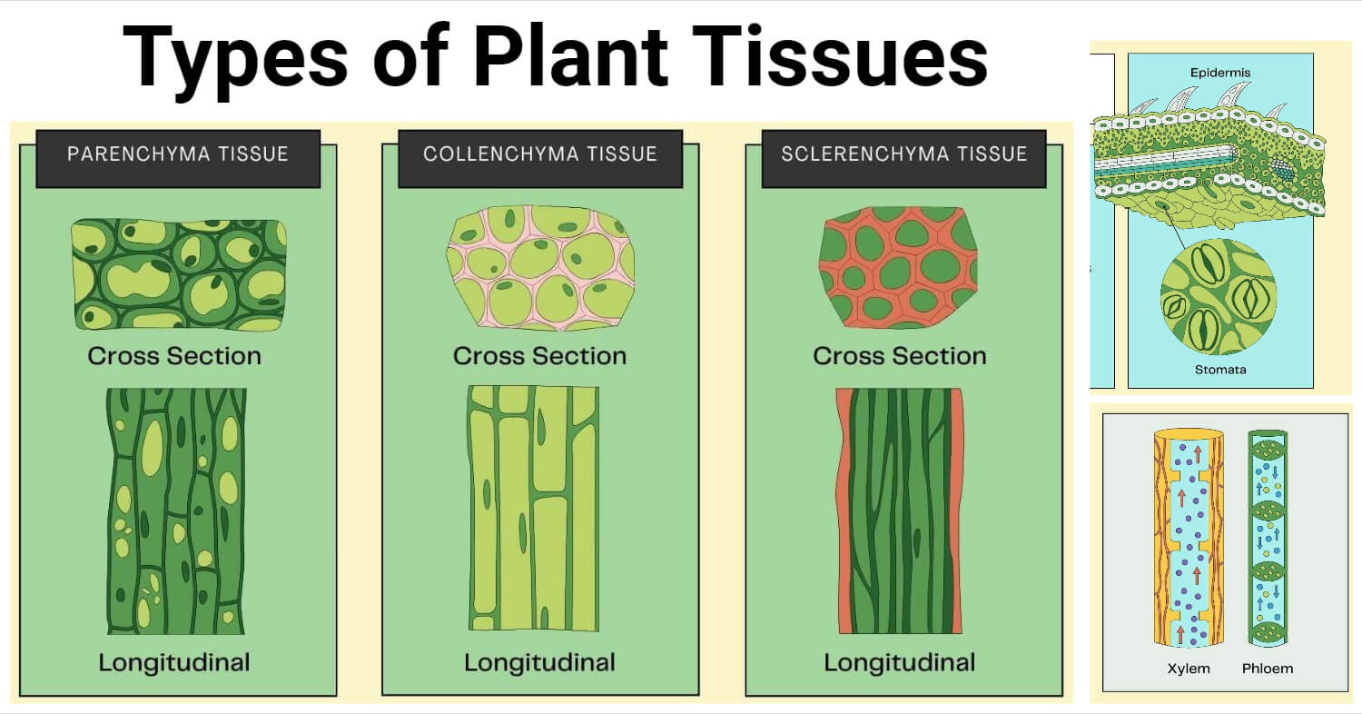 Types Of Permanent Tissues 2 Types With Diagram Plants Plant Tissues