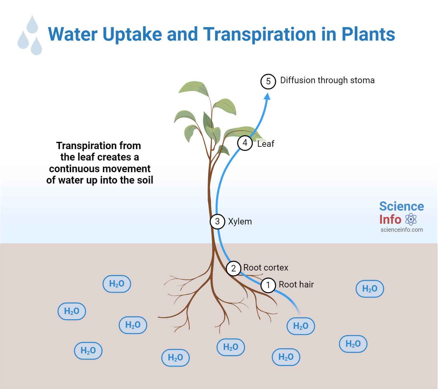 Water Movement and Transpiration in Plants