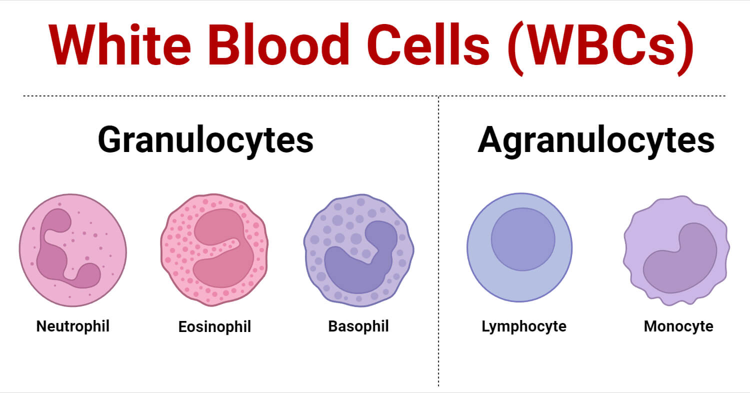 Do White Blood Cell Have Nucleus Do White Blood Cell Have Nucleus