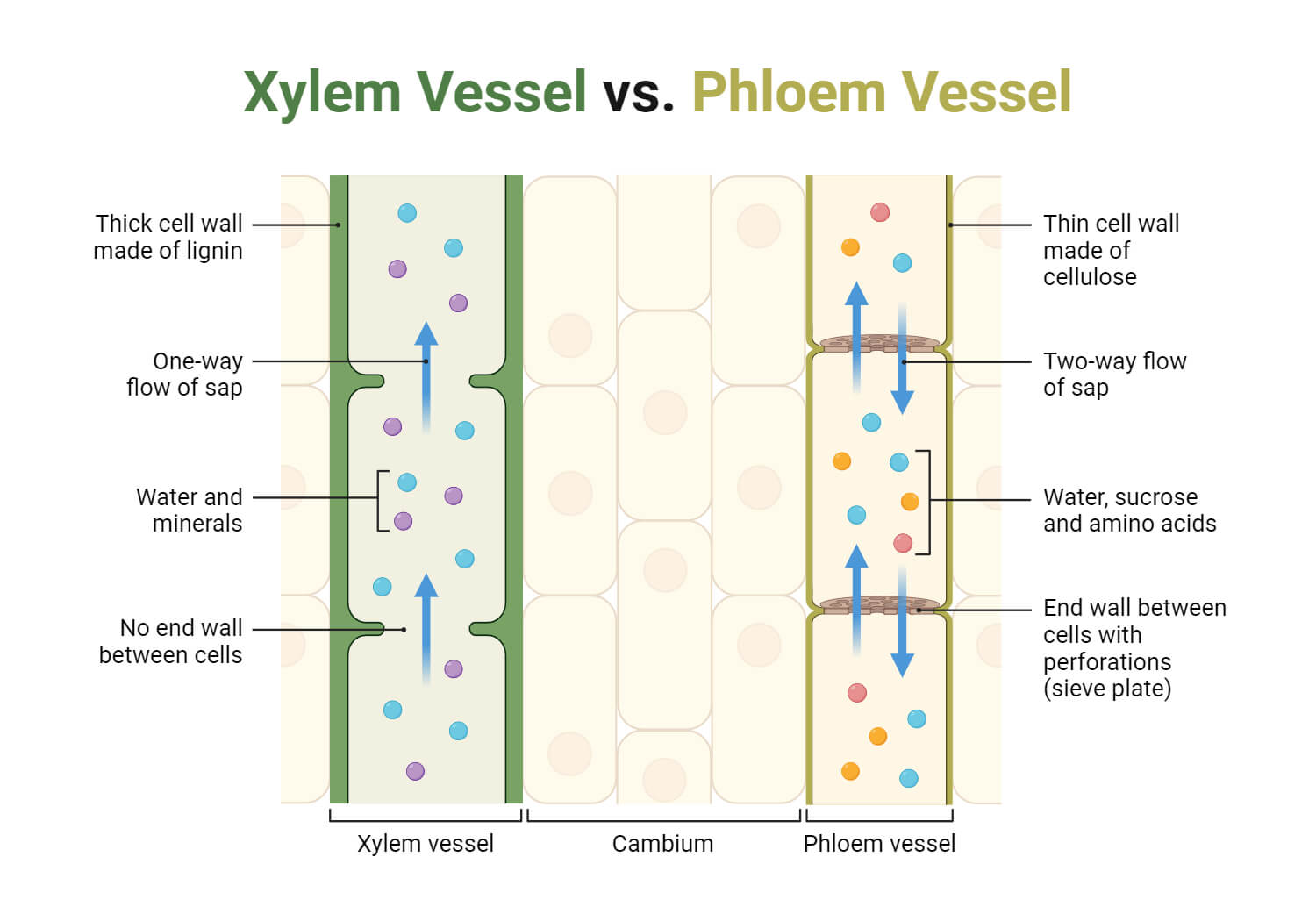 Xylem Vessel vs. Phloem Vessel