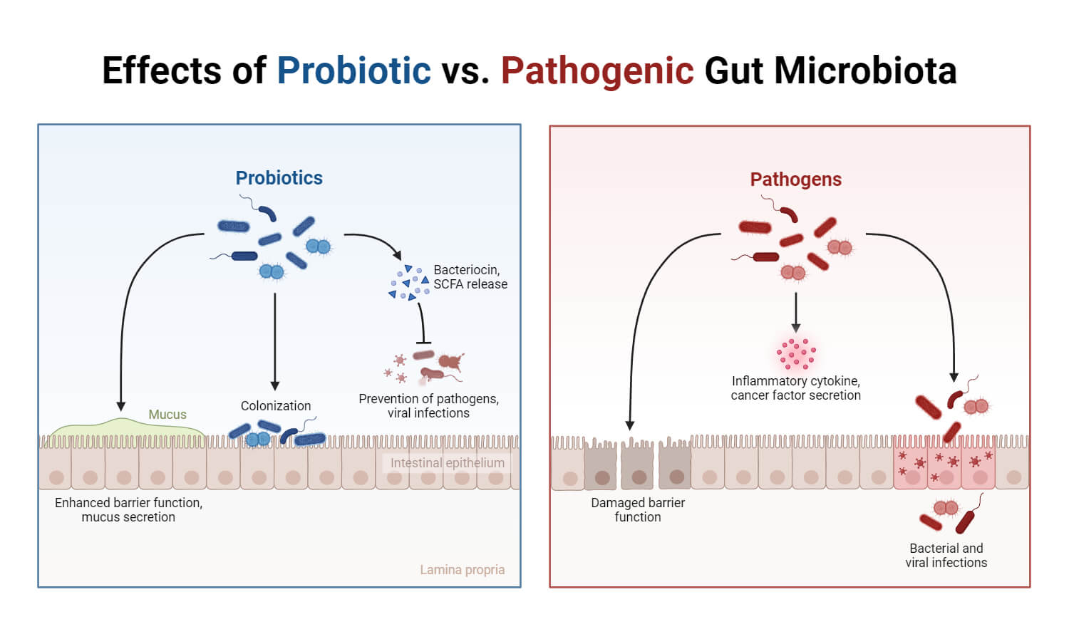 Effects of Probiotic vs. Pathogenic Gut Microbiota