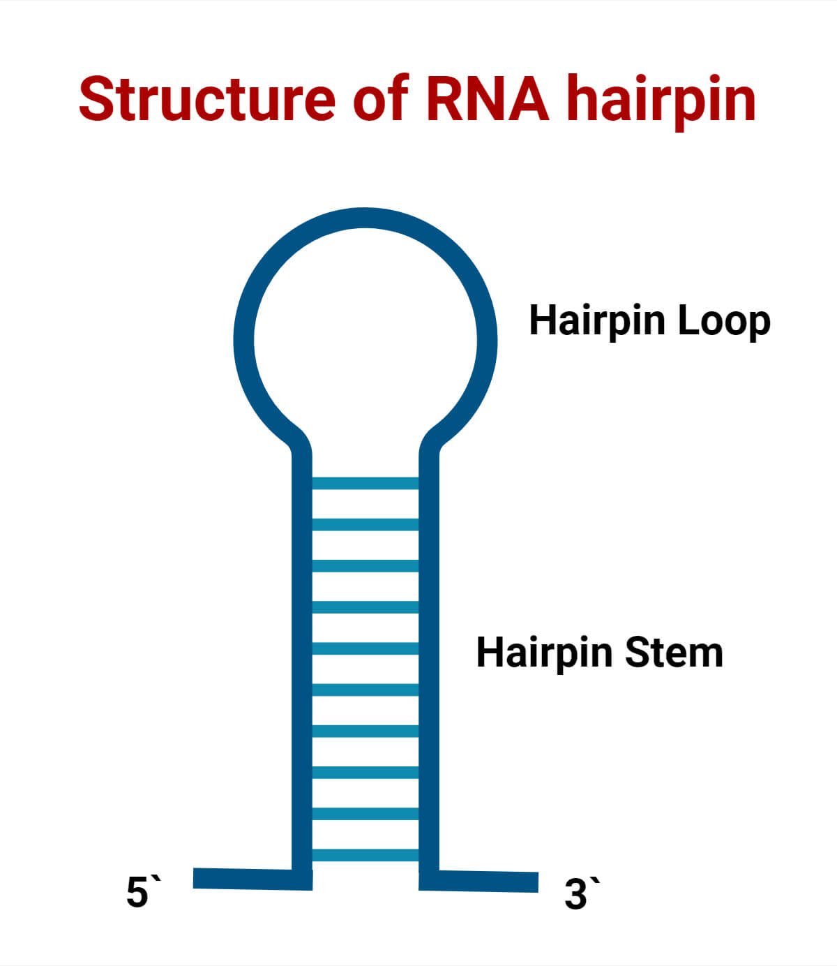 RNA Hairpin Structure