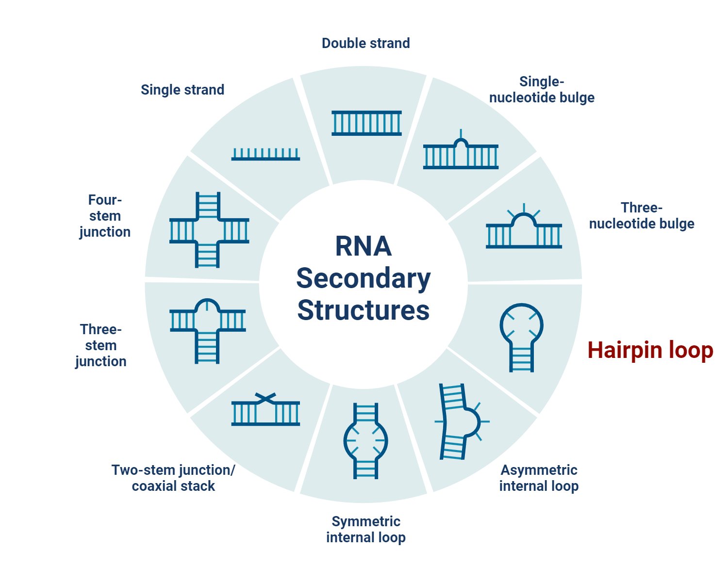 RNA Secondary Structures- Hairpin loop