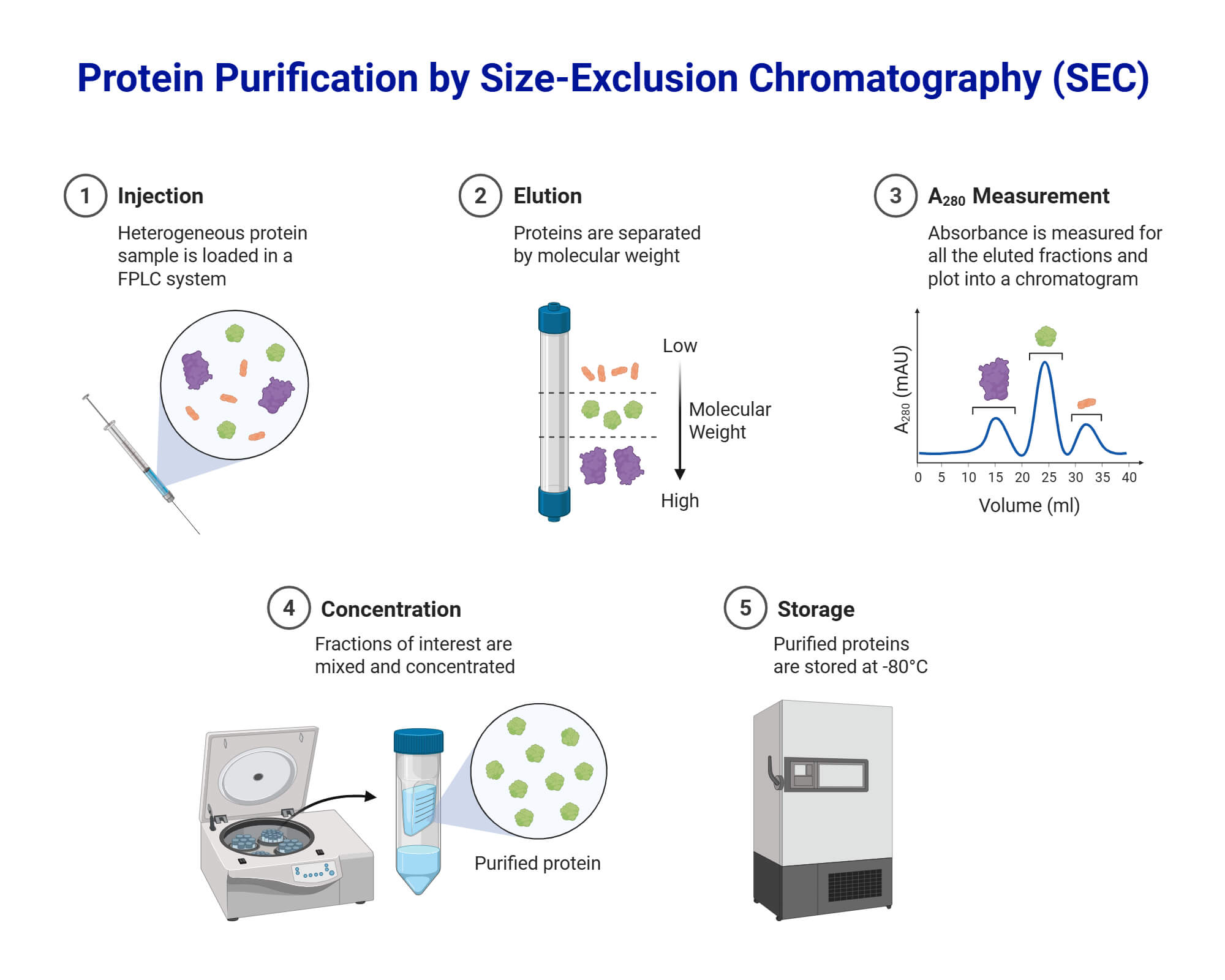 Size-Exclusion Chromatography (Protein Purification)