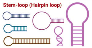 Stem-loop (Hairpin loop)