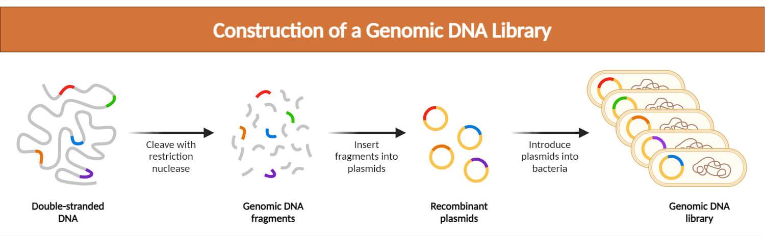 Construction of a Genomic DNA Library