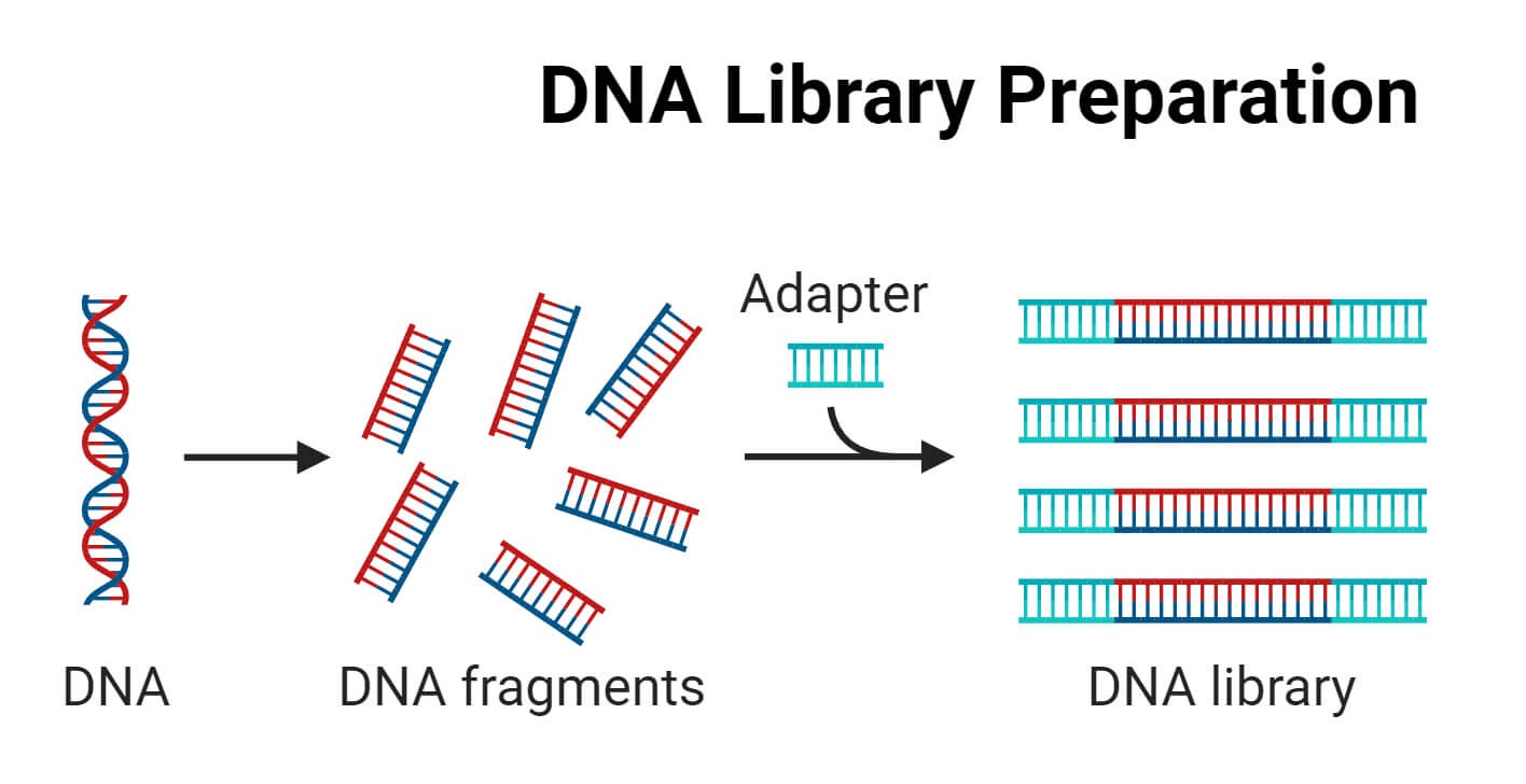 DNA Library Preparation
