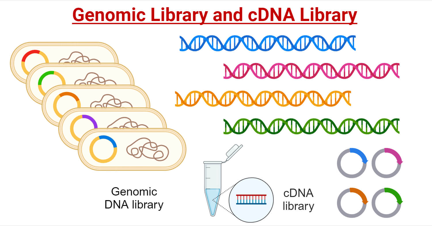 DNA Library