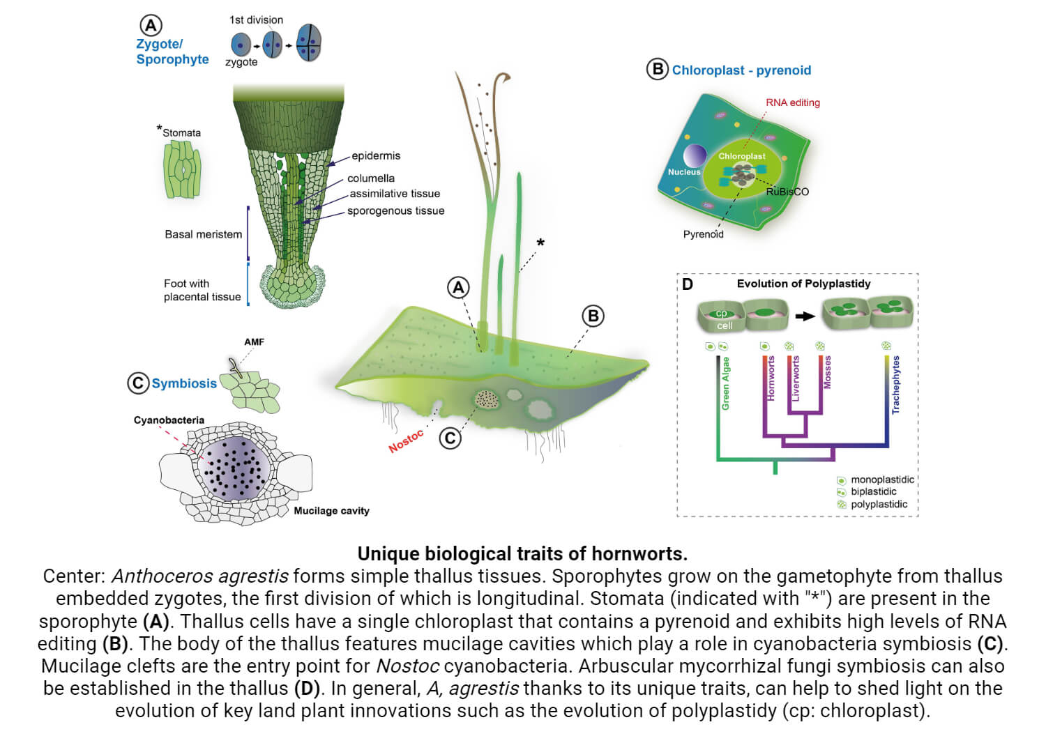 Unique biological traits of hornworts