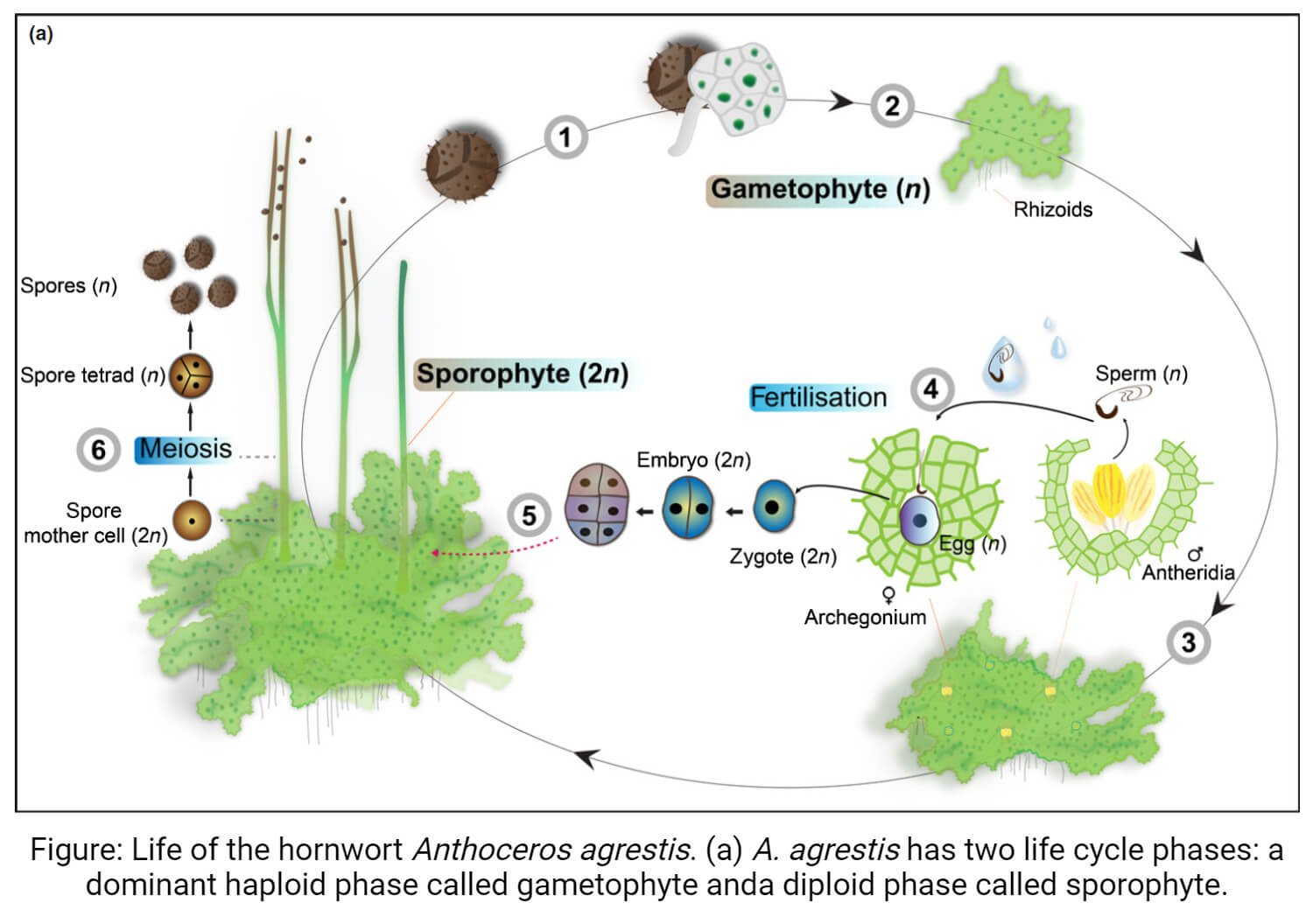 Life of the hornwort Anthoceros agrestis