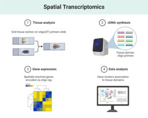 Transcriptomics: Definition, Types, Techniques, Applications