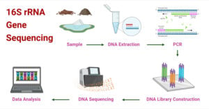 16S rRNA Gene Sequencing