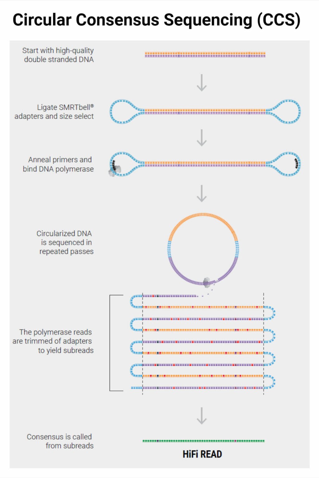 Pacbio Sequencing Principle Steps Types Uses Diagram Pacbio Sequencing Principle Steps Types Uses Diagram