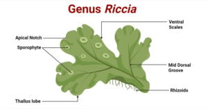 Genus Riccia