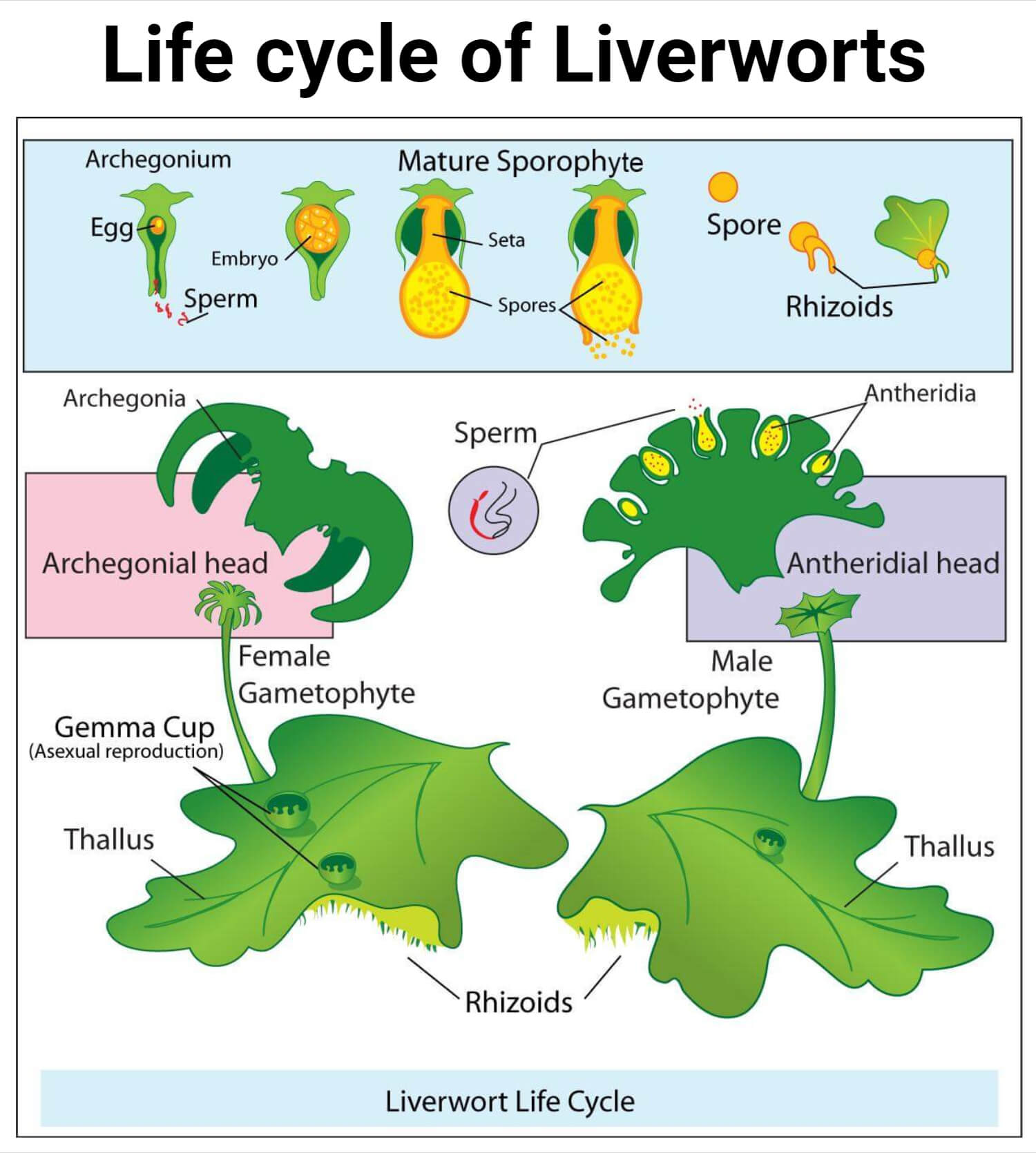 Life cycle of Liverworts