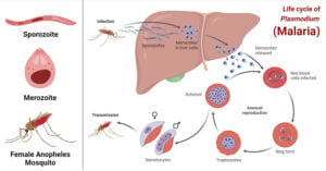 Life cycle of Plasmodium (Malaria)