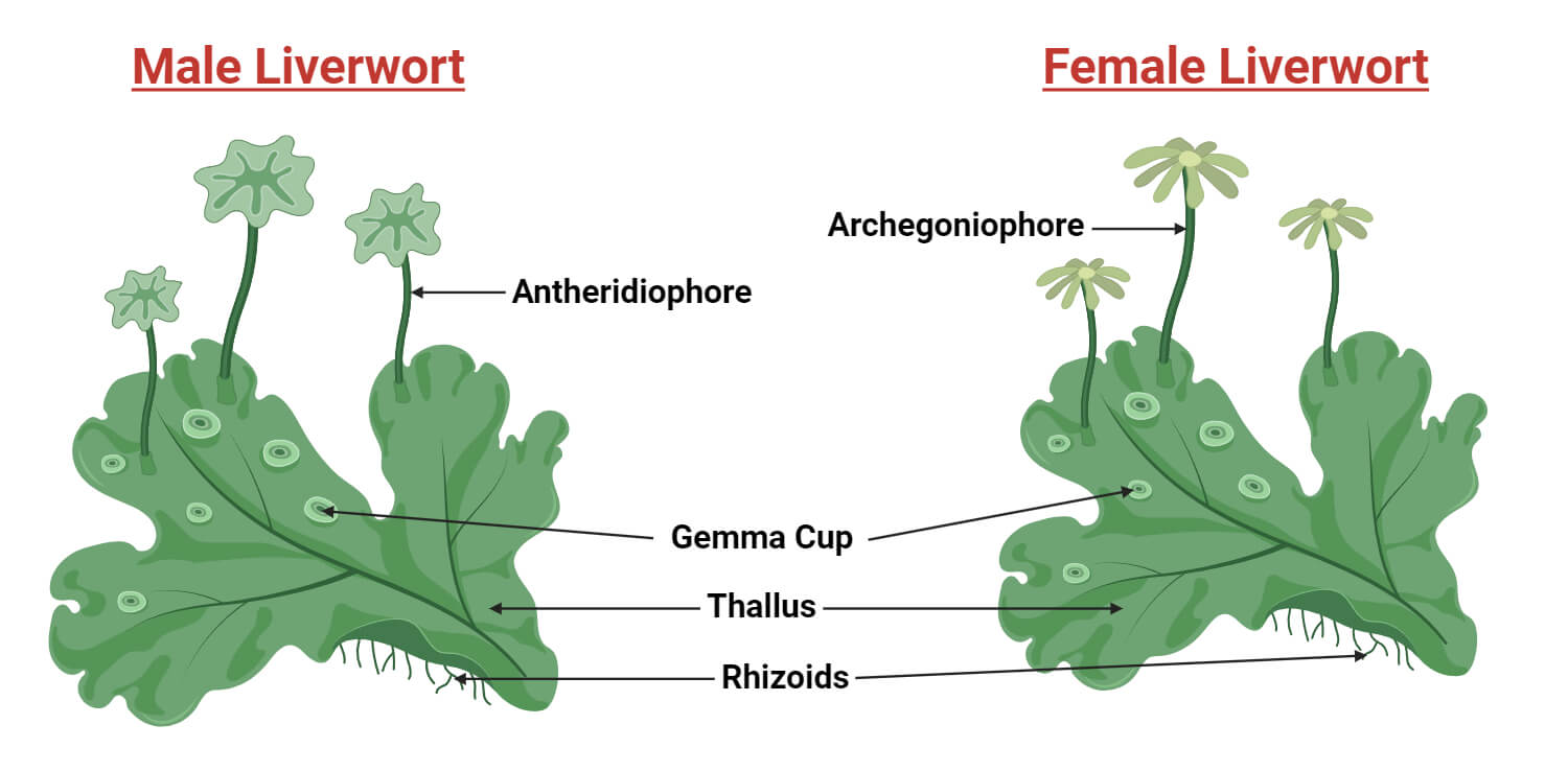Liverworts (Marchantia) Morphology