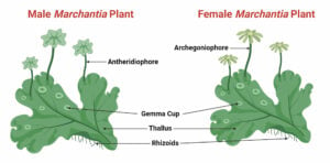 Morphology of Marchantia. Male and Female Plant.