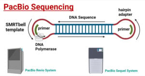 PacBio Sequencing