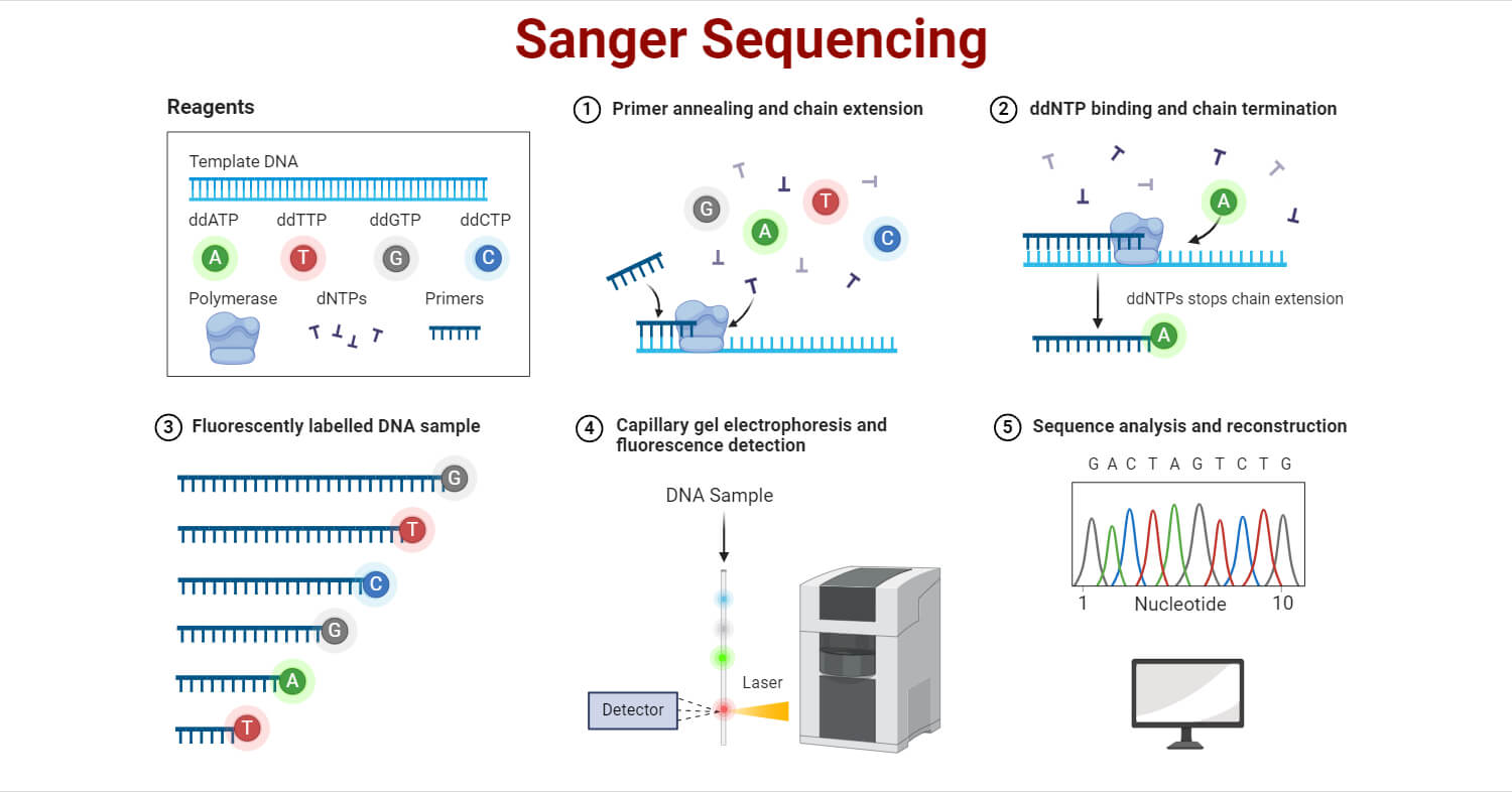 Sanger Sequencing